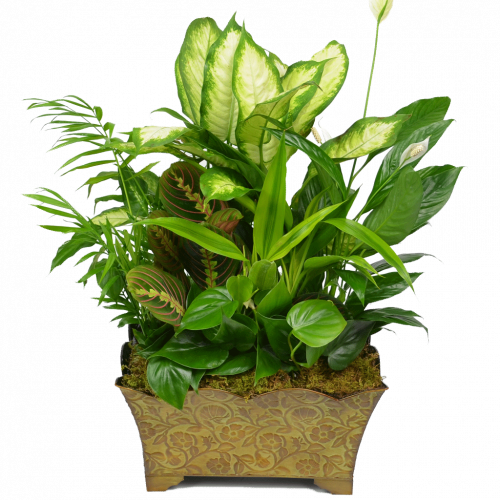 green floristry flowerpot houseplant garden